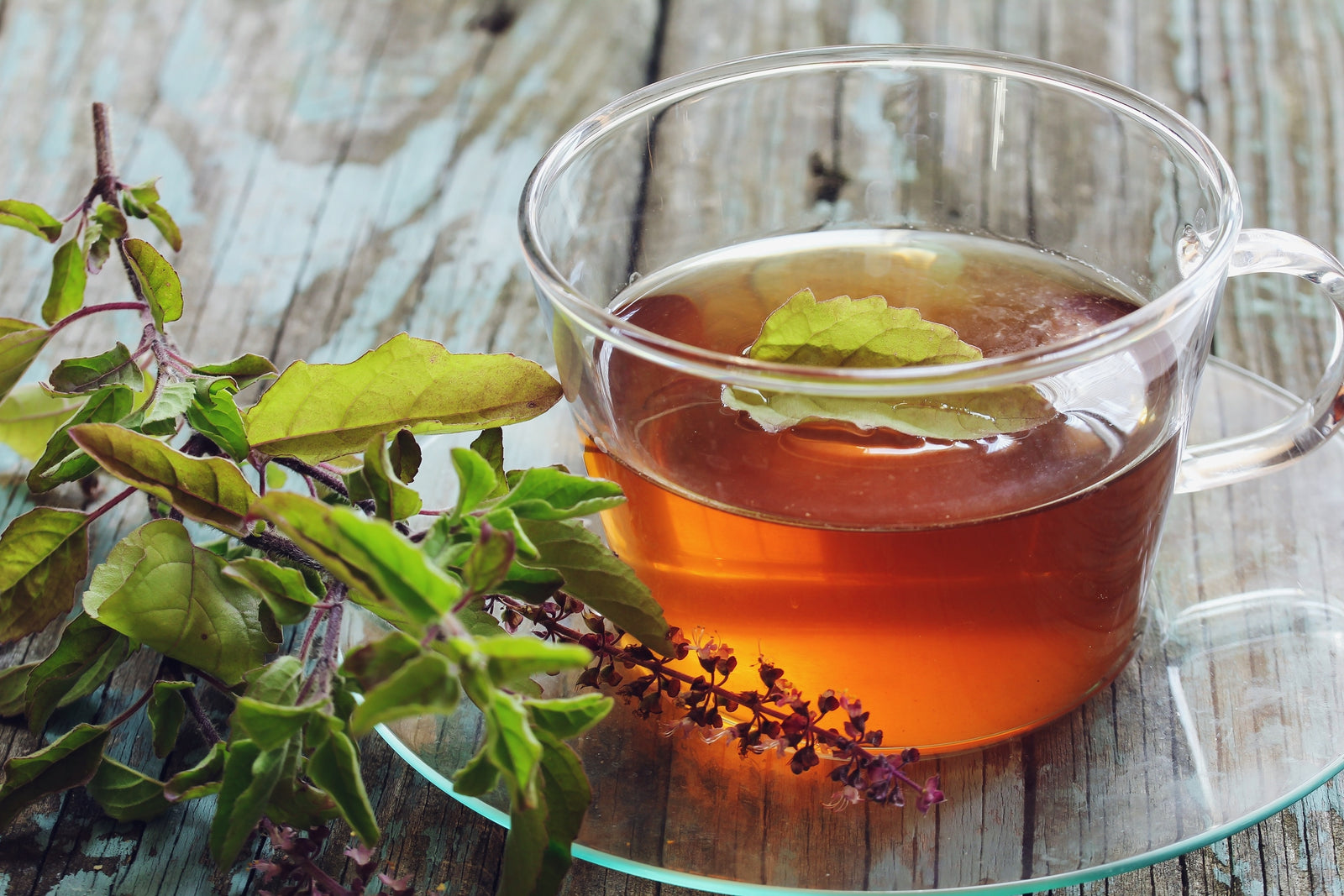 7 Awesome Benefits of Tulsi Holy Basil Tea Herbaly