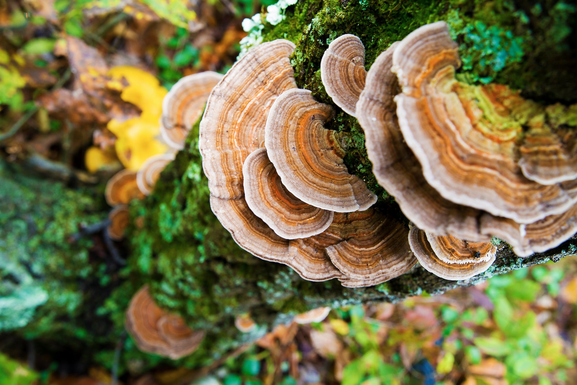 10 Health Benefits of Turkey Tail Mushrooms