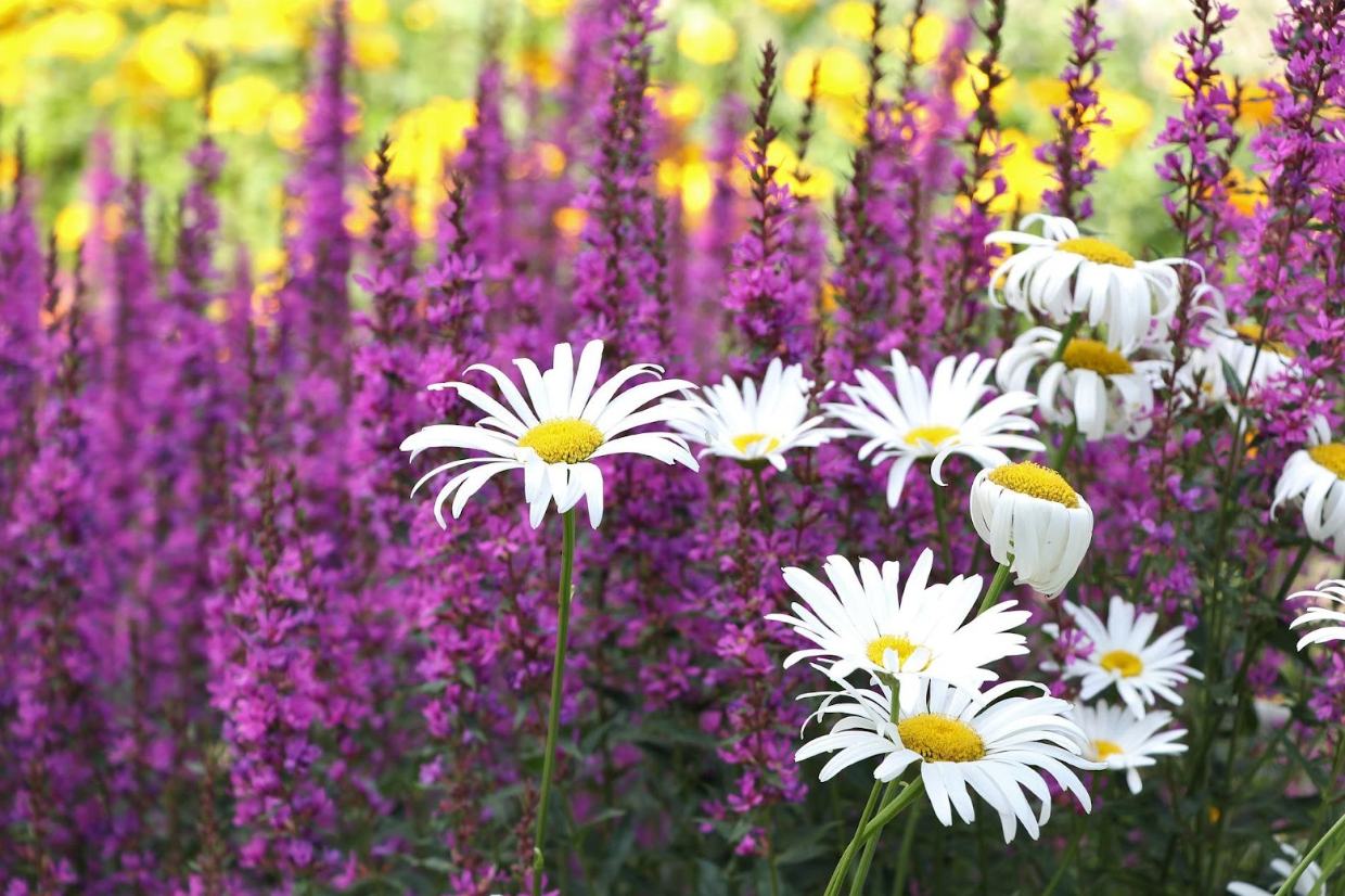 Chamomile vs Lavender: Which is the Ultimate Relaxation Herb? - Herbaly