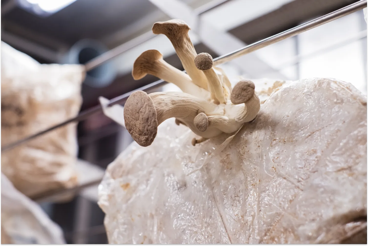 Functional Mushrooms: The Ultimate Guide
