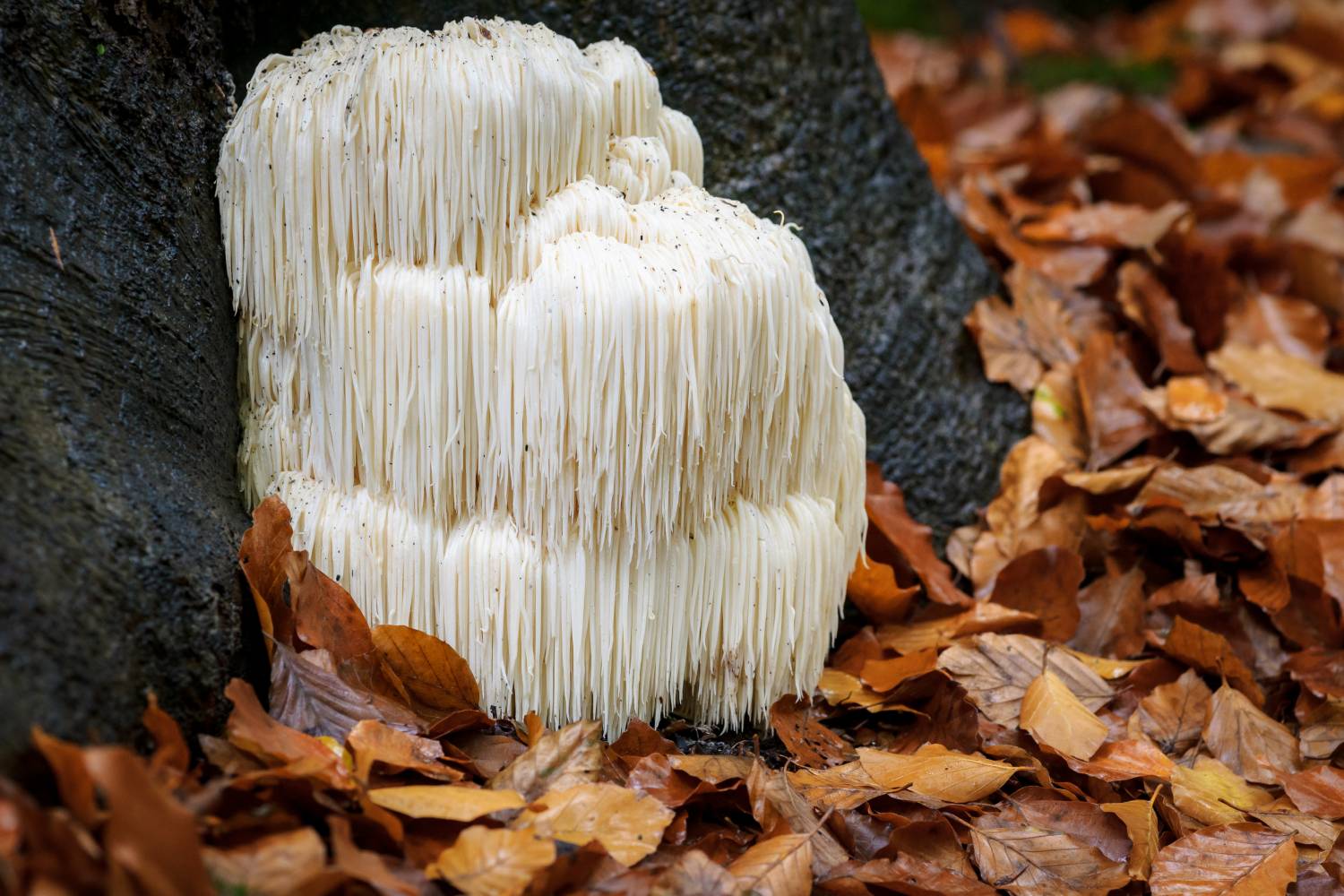 10 Health Benefits Of Lion s Mane Mushroom Herbaly 10-health-benefits-of-lion-s-mane-mushroom-herbaly