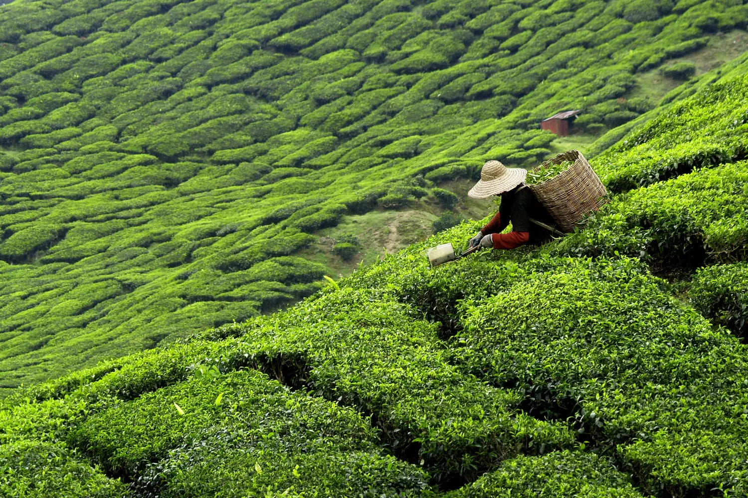 The History of Tea: Origins in China to Modern Day
