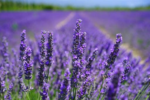 The Healing Power of Lavender: A Comprehensive Guide - Herbaly